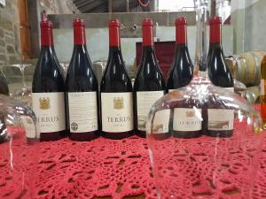 River View ate Terrus Winery