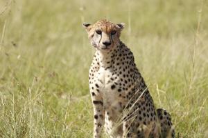 Savannah Solace Mara Camp