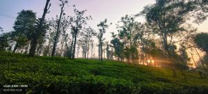 The Bulbul Nest Homestay