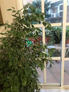 Don Antonio y Carmen