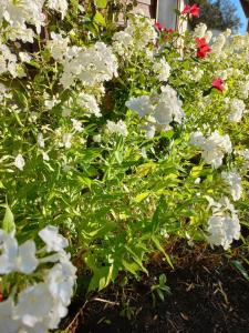 House on golf in Arelauquen Bariloche