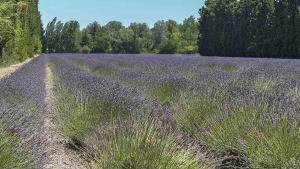 Maisons de vacances Casa Luma : photos des chambres