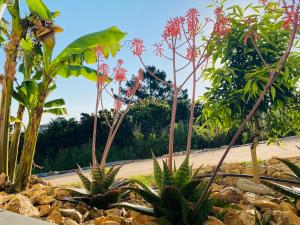 Magnifique appartement vue mer et montagne à Solenzara Corse