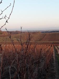 Maison bourguignonne