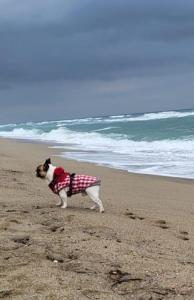 Appartements Casa de la Playa,Mer 100m, parking,animaux,clim,wifi : photos des chambres