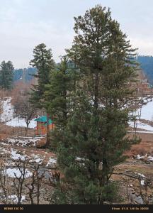 Forest Cabin Stay in Doodpathri - Perfect for Couples, Bonfire, BBQ