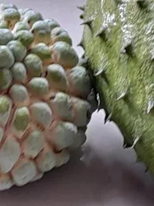 Jamaica Villa Sweetsop & Tours - Montego Bay