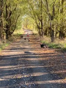 Tomogalak Lodge - Pukearuhe
