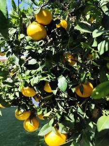 An oasis in the heart of Javea!