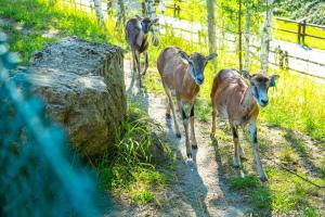 Noclegi JuraPark Krasiejów