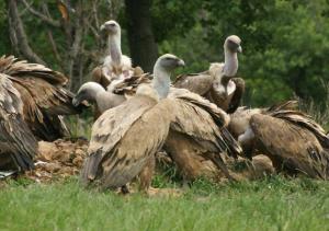 Grottino Apartment Parco Velino Sirente
