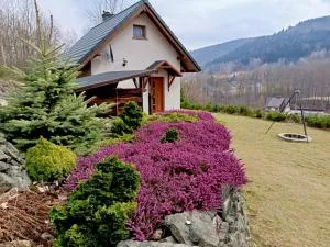 Hoya Hoya - Wilkowice