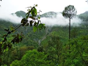 Tree House-Silent Valley Alchauna along river Kalsa