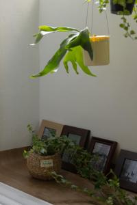 Hommie Ground Seonyudo