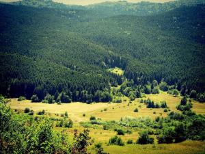 Next to Forest