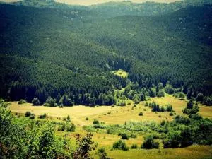 Next to Forest - Agara