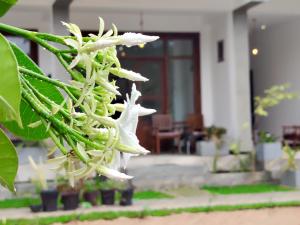 Surfing Pinthaliya - Midigama