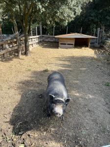 Chalets Eco Lodge - Nature et Spa : photos des chambres