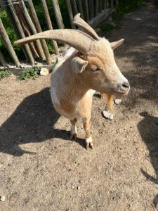 Appart'hotels Appart Hotel - Nature et Spa : photos des chambres