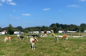 Camping Dal van de Mosbeek