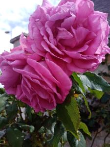 B&B / Chambres d'hotes Rose Garden Bayeux : photos des chambres