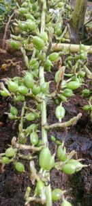 Silver home stay vagamon