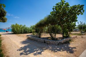 Terra Park Phalaris Pitches