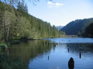 Uni-kom forest lodge