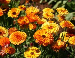 Casa Jardín SevillaMia in Orihuela Costa