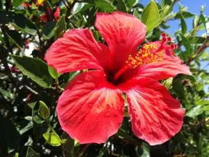 Casa Francis - Vales