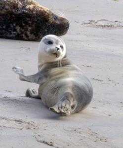 Joli appartement Face Mer et Plage, Grande Terrasse panoramique, Berck Plage, à 15km du Touquet