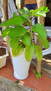 Eco Farm Romantic Stone House with STARLINK internet 700 meters above sea level