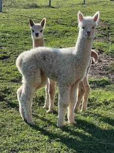 Bauernhof Glamping mit Alpakas und Ziegen - Thalmässing