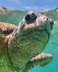 Turtle Point Homestay sea view - AC, BB, Fast Wi-Fi