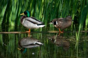 The Long Barn at Brandiers
