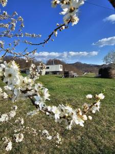 Ursa Mica Glamping Resort