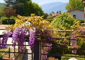 La Casa del Glicine Tarzo