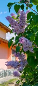 Cabañas Alegría del Lago