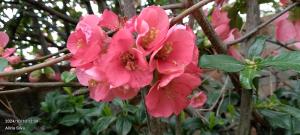 Cabañas Alegría del Lago