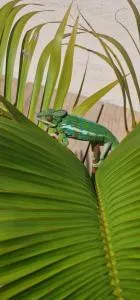 L instant tropical - Ravine des Cabris