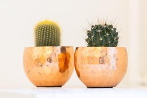 Appartements Le Palm Spring - studio cosy en centre-ville : photos des chambres