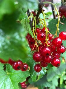 KOEle Lodge, Loeigoed overnachten