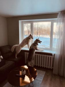 Ariette & Saffy Apartments