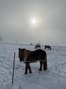Fünf Rosen Boutique Apartment - Bio-Ferienwohnung am Staffelsee im Blauen Land