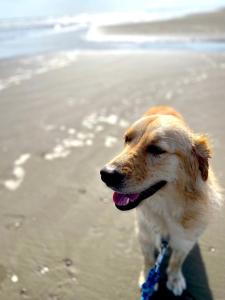 Pets OK! Close to the sea! Starlit House with a dog run AC8