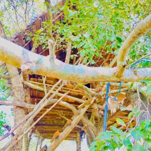 Habarana Tree House Area