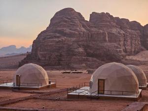 Wadi Rum flower