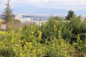 Babis Garden Salamina