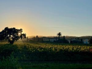 Maisons de vacances La Villa Cavalaire : photos des chambres