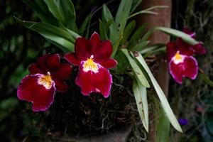 Tominejo Ecolodge - Casas en los árboles